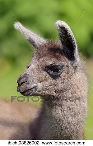 "Llama (Lama glama), young, native to South America, captive, Germany, Europe" View Large Photo Image Stock Image - "Llama (Lama glama), young, native to South America, captive, Germany, Europe". Fotosearch