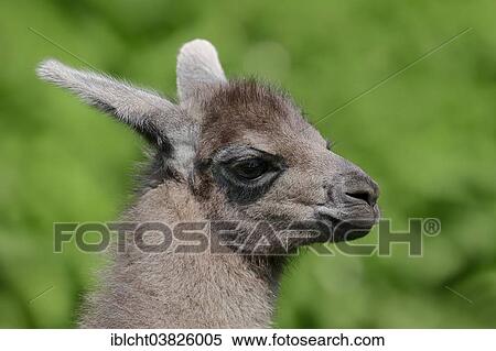 "Llama (Lama glama), young, native to South America, captive, Germany, Europe" View Large Photo Image Stock Photography - "Llama (Lama glama), young, native to South America, captive, Germany, Europe". Fotosearch