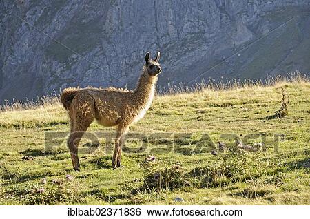 "Llama (Llama glama), Col du Tourmalet mountain pass road, mountains, Bareges, Midi-Pyrenees, Pyrenees, departement of Hautes-Pyrenees, France, Europe, PublicGround, Europe" View Large Photo Image Stock Photograph - "Llama (Llama glama), Col du Tourmalet mountain pass road, mountains, Bareges, Midi-Pyrenees, Pyrenees, departement of Hautes-Pyrenees, France, Europe, PublicGround, Europe". Fotosearch