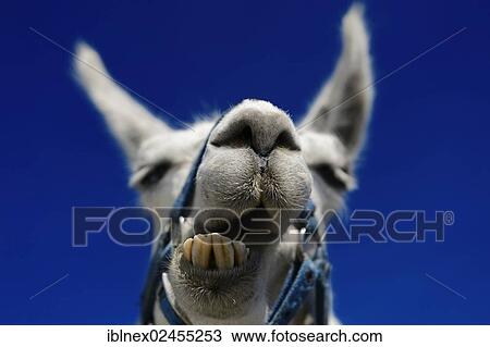 "Llama ruminating, portrait, llama tour at the summit of Boeses Weibele Mountain in the Defregger Group, Carnic Dolomites, Upper Lienz, Puster Valley, East Tyrol, Austria, Europe" View Large Photo Image Stock Image - "Llama ruminating, portrait, llama tour at the summit of Boeses Weibele Mountain in the Defregger Group, Carnic Dolomites, Upper Lienz, Puster Valley, East Tyrol, Austria, Europe". Fotosearch