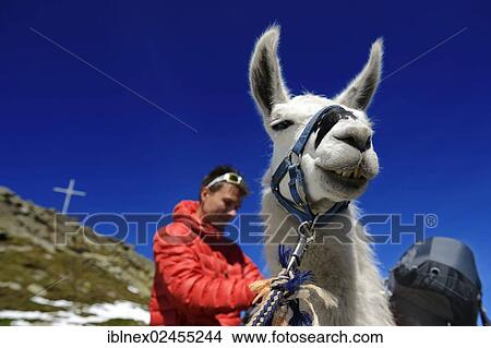 "Llama tour at the summit of Boeses Weibele Mountain in the Defregger Group, Carnic Dolomites, Upper Lienz, Puster Valley, East Tyrol, Austria, Europe" View Large Photo Image Picture - "Llama tour at the summit of Boeses Weibele Mountain in the Defregger Group, Carnic Dolomites, Upper Lienz, Puster Valley, East Tyrol, Austria, Europe". Fotosearch