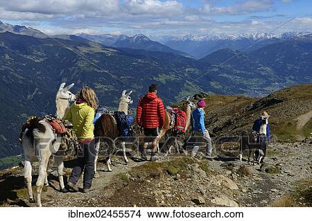 "Llama tour at the summit of Boeses Weibele Mountain in the Defregger Group, Carnic Dolomites, Upper Lienz, Puster Valley, East Tyrol, Austria, Europe" View Large Photo Image Picture - "Llama tour at the summit of Boeses Weibele Mountain in the Defregger Group, Carnic Dolomites, Upper Lienz, Puster Valley, East Tyrol, Austria, Europe". Fotosearch