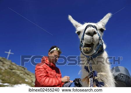 "Llama tour at the summit of Boeses Weibele Mountain in the Defregger Group, Carnic Dolomites, Upper Lienz, Puster Valley, East Tyrol, Austria, Europe" View Large Photo Image Stock Image - "Llama tour at the summit of Boeses Weibele Mountain in the Defregger Group, Carnic Dolomites, Upper Lienz, Puster Valley, East Tyrol, Austria, Europe". Fotosearch