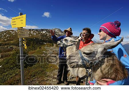 Stock Image - "Llama tour at the summit of Boeses Weibele Mountain in the Defregger Group, Carnic Dolomites, Upper Lienz, Puster Valley, East Tyrol, Austria, Europe". Fotosearch