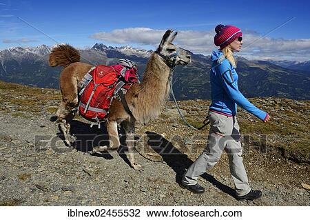 "Llama tour at the summit of Boeses Weibele Mountain in the Defregger Group, Carnic Dolomites, Upper Lienz, Puster Valley, East Tyrol, Austria, Europe" View Large Photo Image Stock Image - "Llama tour at the summit of Boeses Weibele Mountain in the Defregger Group, Carnic Dolomites, Upper Lienz, Puster Valley, East Tyrol, Austria, Europe". Fotosearch