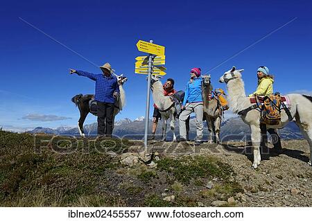 "Llama tour at the summit of Boeses Weibele Mountain in the Defregger Group, Carnic Dolomites, Upper Lienz, Puster Valley, East Tyrol, Austria, Europe" View Large Photo Image Stock Photo - "Llama tour at the summit of Boeses Weibele Mountain in the Defregger Group, Carnic Dolomites, Upper Lienz, Puster Valley, East Tyrol, Austria, Europe". Fotosearch