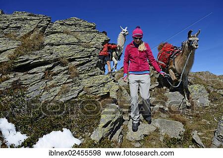 "Llama tour at the summit of Boeses Weibele Mountain in the Defregger Group, Carnic Dolomites, Upper Lienz, Puster Valley, East Tyrol, Austria, Europe" View Large Photo Image Stock Photo - "Llama tour at the summit of Boeses Weibele Mountain in the Defregger Group, Carnic Dolomites, Upper Lienz, Puster Valley, East Tyrol, Austria, Europe". Fotosearch