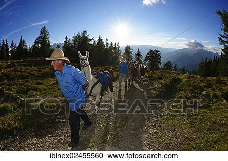 "Llama tour at the summit of Ederplan Mountain in the Defregger Group, Carnic Dolomites, Upper Lienz, Puster Valley, East Tyrol, Austria, Europe" View Large Photo Image Stock Image - "Llama tour at the summit of Ederplan Mountain in the Defregger Group, Carnic Dolomites, Upper Lienz, Puster Valley, East Tyrol, Austria, Europe". Fotosearch