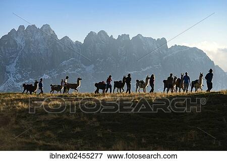 "Llama tour at the summit of Ederplan Mountain in the Defregger Group, Carnic Dolomites, Upper Lienz, Puster Valley, East Tyrol, Austria, Europe" View Large Photo Image Stock Photo - "Llama tour at the summit of Ederplan Mountain in the Defregger Group, Carnic Dolomites, Upper Lienz, Puster Valley, East Tyrol, Austria, Europe". Fotosearch