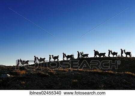 "Llama tour on Hochstein Mountain in the Defregger Group, Carnic Dolomites, Upper Lienz, Puster Valley, East Tyrol, Austria, Europe" View Large Photo Image Stock Image - "Llama tour on Hochstein Mountain in the Defregger Group, Carnic Dolomites, Upper Lienz, Puster Valley, East Tyrol, Austria, Europe". Fotosearch