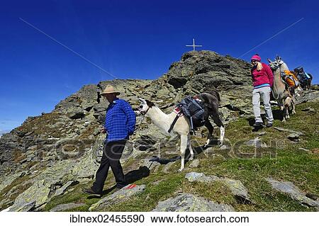 "Llama tour to the summit of Boeses Weibele Mountain in the Defregger Group, Carnic Dolomites, Upper Lienz, Puster Valley, East Tyrol, Austria, Europe" View Large Photo Image Stock Image - "Llama tour to the summit of Boeses Weibele Mountain in the Defregger Group, Carnic Dolomites, Upper Lienz, Puster Valley, East Tyrol, Austria, Europe". Fotosearch