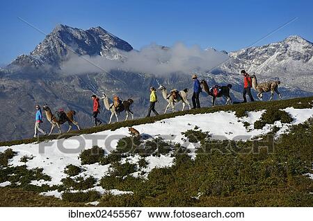 "Llama tour to the summit of Boeses Weibele Mountain in the Defregger Group, Carnic Dolomites, Upper Lienz, Puster Valley, East Tyrol, Austria, Europe" View Large Photo Image Stock Photo - "Llama tour to the summit of Boeses Weibele Mountain in the Defregger Group, Carnic Dolomites, Upper Lienz, Puster Valley, East Tyrol, Austria, Europe". Fotosearch