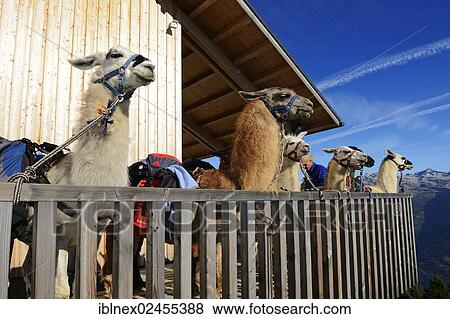 "Llamas during a llama tour in front of Hochsteinhuette mountain hut, Upper Lienz, Puster Valley, East Tyrol, Austria, Europe" View Large Photo Image Stock Photo - "Llamas during a llama tour in front of Hochsteinhuette mountain hut, Upper Lienz, Puster Valley, East Tyrol, Austria, Europe". Fotosearch