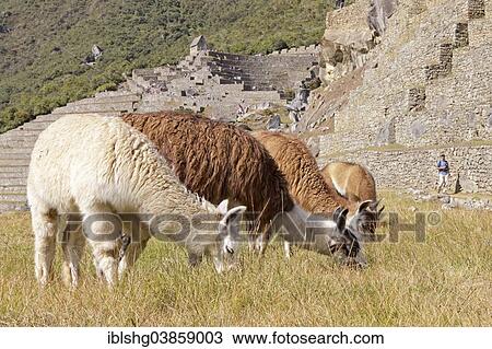 "Llamas (Lama glama), Machu Picchu, Peru, South America" View Large Photo Image Stock Image - "Llamas (Lama glama), Machu Picchu, Peru, South America". Fotosearch