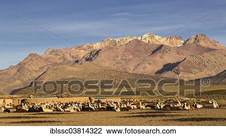 "Llamas (Lama glama), Sajama National Park, Altiplano Highlands, Bolivia, South America" View Large Photo Image Stock Image - "Llamas (Lama glama), Sajama National Park, Altiplano Highlands, Bolivia, South America". Fotosearch