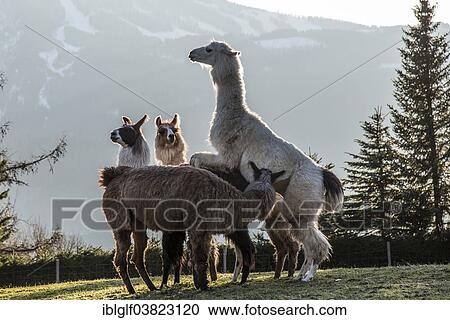 "Llamas (Lama glama), Vorderstoder, Upper Austria, Austria, Europe" View Large Photo Image Stock Image - "Llamas (Lama glama), Vorderstoder, Upper Austria, Austria, Europe". Fotosearch