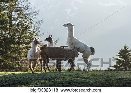 "Llamas (Lama glama), Vorderstoder, Upper Austria, Austria, Europe" View Large Photo Image Stock Photo - "Llamas (Lama glama), Vorderstoder, Upper Austria, Austria, Europe". Fotosearch