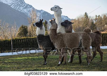 "Llamas (Lama glama), Vorderstoder, Upper Austria, Austria, Europe" View Large Photo Image Stock Photo - "Llamas (Lama glama), Vorderstoder, Upper Austria, Austria, Europe". Fotosearch