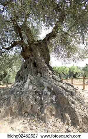 "Lo Parrot, the oldest Olive tree (Olea europaea) of Catalonia, 2000 years, Horta de Sant Joan, Els Ports Natural Park, Catalonia, Spain, Europe" View Large Photo Image Stock Photo - "Lo Parrot, the oldest Olive tree (Olea europaea) of Catalonia, 2000 years, Horta de Sant Joan, Els Ports Natural Park, Catalonia, Spain, Europe". Fotosearch