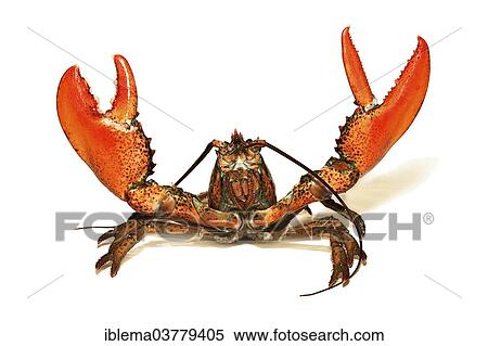 Lobster View Large Photo Image Stock Photography - Lobster. Fotosearch