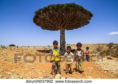 Stock Image - "Local children in front of a Socotra Dragon Tree or Dragon Blood Tree (Dracaena cinnabari), Dixsam plateau, Socotra, Yemen, Asia". Fotosearch
