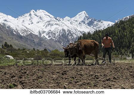 Picture - "Local farmer ploughing a field with an ox-drawn plough, Sangla Valley, Chitkul, Himachal Pradesh, India, Asia". Fotosearch