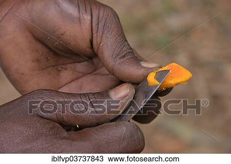 Stock Image - "Local person cutting into a turmeric root, Kizimbani Spice Farm, Kizimbani, Zanzibar, Tanzania, Africa". Fotosearch