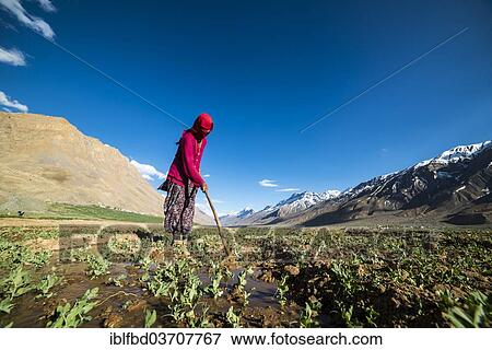 "Local woman irrigating fields, Spiti valley, Himachal Pradesh, India, Asia" View Large Photo Image Stock Photo - "Local woman irrigating fields, Spiti valley, Himachal Pradesh, India, Asia". Fotosearch