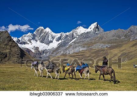 "Local woman riding a mule and driving four packhorses, donkeys over a mountain pasture, the snow-capped mountains Jirishanca and Ninashanca at the back, Cordillera Huayhuash mountain range, Northern Peru, Peru, South America" View Large Photo Image Stock Photo - "Local woman riding a mule and driving four packhorses, donkeys over a mountain pasture, the snow-capped mountains Jirishanca and Ninashanca at the back, Cordillera Huayhuash mountain range, Northern Peru, Peru, South America". Fotosearch