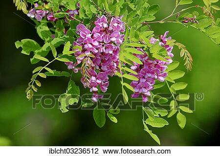 "Locust tree or False Acacia (Robinia hybrid) variety Casque Rouge, branch with blossoms, Bergkamen, North Rhine-Westphalia, Germany, Europe" View Large Photo Image Stock Image - "Locust tree or False Acacia (Robinia hybrid) variety Casque Rouge, branch with blossoms, Bergkamen, North Rhine-Westphalia, Germany, Europe". Fotosearch