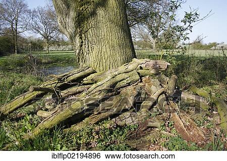 Stock Photograph - "Log pile beside pond at edge of unimproved hay meadow habitat, Mickfield Meadow Nature Reserve, Mickfield, Suffolk, England, United Kingdom, Europe". Fotosearch