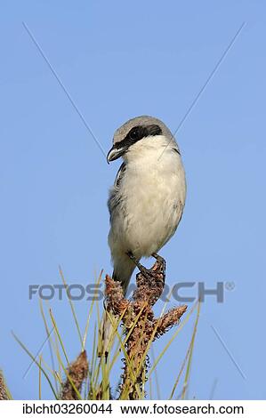 "Loggerhead Shrike (Lanius ludovicianus), Florida, United States, North America" View Large Photo Image Picture - "Loggerhead Shrike (Lanius ludovicianus), Florida, United States, North America". Fotosearch