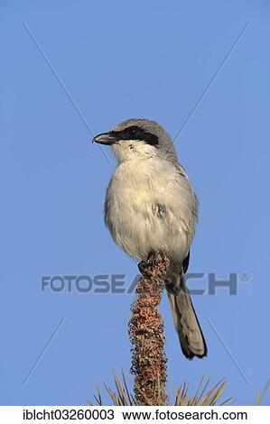 Stock Image - "Loggerhead Shrike (Lanius ludovicianus), Florida, United States, North America". Fotosearch
