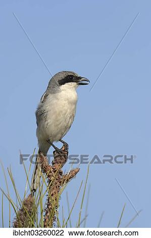 "Loggerhead Shrike (Lanius ludovicianus), Florida, United States, North America" View Large Photo Image Stock Image - "Loggerhead Shrike (Lanius ludovicianus), Florida, United States, North America". Fotosearch