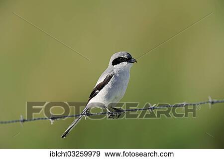 "Loggerhead Shrike (Lanius ludovicianus) perched on a barbed wire fence, Florida, United States, North America" View Large Photo Image Stock Photo - "Loggerhead Shrike (Lanius ludovicianus) perched on a barbed wire fence, Florida, United States, North America". Fotosearch
