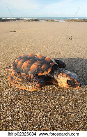 "Loggerhead Turtle (Caretta caretta), dead juvenile, washed up on beach, Cornwall, England, United Kingdom, Europe" View Large Photo Image Picture - "Loggerhead Turtle (Caretta caretta), dead juvenile, washed up on beach, Cornwall, England, United Kingdom, Europe". Fotosearch