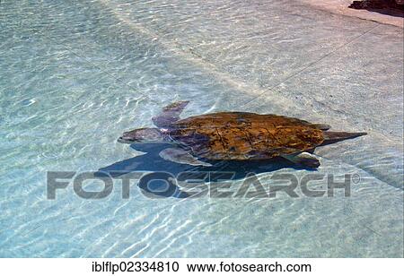 Loggerhead Turtle (Caretta caretta) View Large Photo Image Stock Image - Loggerhead Turtle (Caretta caretta). Fotosearch