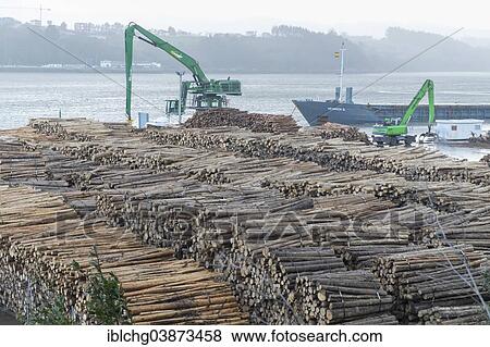 "Logs of Tasmanian Blue Gum, Southern Blue Gum or Blue Gum (Eucalyptus globulus), Ribadeo port, Ribadeo, Galicia, Spain, Europe" View Large Photo Image Stock Photo - "Logs of Tasmanian Blue Gum, Southern Blue Gum or Blue Gum (Eucalyptus globulus), Ribadeo port, Ribadeo, Galicia, Spain, Europe". Fotosearch