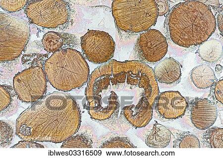 "Logs stacked for pickup, Hastings, Michigan, United States, North America" View Large Photo Image Stock Photo - "Logs stacked for pickup, Hastings, Michigan, United States, North America". Fotosearch