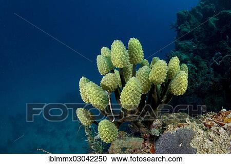 "Lollipop Tunicate, Lollipop Coral or Blue Palm Coral (Nephtheis fascicularis) in a coral reef, Australia, Oceania" View Large Photo Image Stock Image - "Lollipop Tunicate, Lollipop Coral or Blue Palm Coral (Nephtheis fascicularis) in a coral reef, Australia, Oceania". Fotosearch