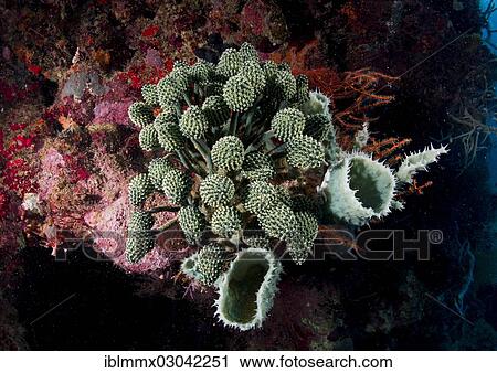 "Lollipop Tunicate, Lollipop Coral or Blue Palm Coral (Nephtheis fascicularis) in a coral reef, Australia, Oceania" View Large Photo Image Stock Image - "Lollipop Tunicate, Lollipop Coral or Blue Palm Coral (Nephtheis fascicularis) in a coral reef, Australia, Oceania". Fotosearch