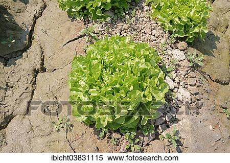 "Lollo Bionda lettuce (Lactuca sativa var crispa), Bouches-du-Rhone, Provence-Alpes-Cote d'Azur, Southern France, France, Europe" View Large Photo Image Stock Photography - "Lollo Bionda lettuce (Lactuca sativa var crispa), Bouches-du-Rhone, Provence-Alpes-Cote d'Azur, Southern France, France, Europe". Fotosearch