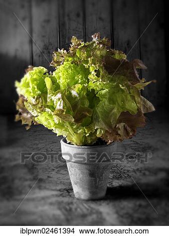 Lollo Rosso and Lollo Bionda lettuce in a pot View Large Photo Image Picture - Lollo Rosso and Lollo Bionda lettuce in a pot. Fotosearch