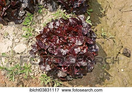 "Lollo Rosso lettuce (Lactuca sativa var crispa), Bouches-du-Rhone, Provence-Alpes-Cote d'Azur, Southern France, France, Europe" View Large Photo Image Stock Photo - "Lollo Rosso lettuce (Lactuca sativa var crispa), Bouches-du-Rhone, Provence-Alpes-Cote d'Azur, Southern France, France, Europe". Fotosearch