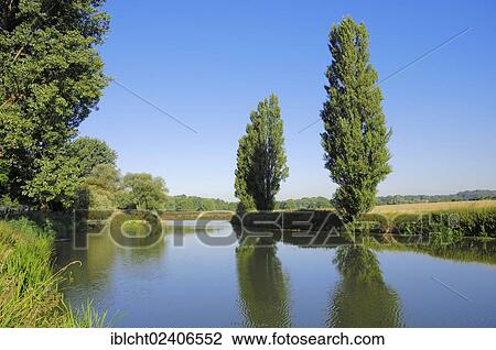 "Lombardy Poplars (Populus nigra var. italica) alongside the Lippe River, North Rhine-Westphalia, Germany, Europe" View Large Photo Image Stock Image - "Lombardy Poplars (Populus nigra var. italica) alongside the Lippe River, North Rhine-Westphalia, Germany, Europe". Fotosearch