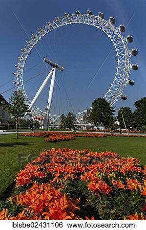 "London Eye Ferris wheel behind flowers in a park, London, England, United Kingdom, Europe" View Large Photo Image Stock Photograph - "London Eye Ferris wheel behind flowers in a park, London, England, United Kingdom, Europe". Fotosearch