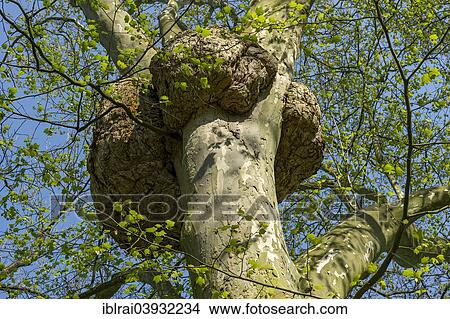 "London Plane (Platanus x hispanica, syn Platanus x acerifolia) with harmless abnormal cell growth, spa gardens, Bad Nauheim, Hesse, Germany, Europe" View Large Photo Image Picture - "London Plane (Platanus x hispanica, syn Platanus x acerifolia) with harmless abnormal cell growth, spa gardens, Bad Nauheim, Hesse, Germany, Europe". Fotosearch