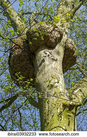 "London Plane (Platanus x hispanica, syn Platanus x acerifolia) with harmless abnormal cell growth, spa gardens, Bad Nauheim, Hesse, Germany, Europe" View Large Photo Image Stock Image - "London Plane (Platanus x hispanica, syn Platanus x acerifolia) with harmless abnormal cell growth, spa gardens, Bad Nauheim, Hesse, Germany, Europe". Fotosearch