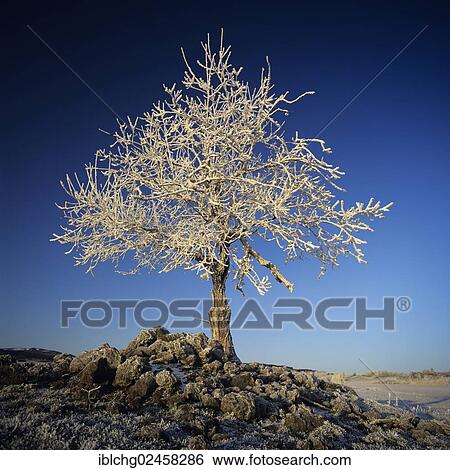 "Lone tree covered with hoar frost, Rowan or Mountain-ash (Sorbus aucuparia), Parc naturel regional des volcans d'Auvergne, Cantal, Auvergne, France, Europe" View Large Photo Image Stock Photograph - "Lone tree covered with hoar frost, Rowan or Mountain-ash (Sorbus aucuparia), Parc naturel regional des volcans d'Auvergne, Cantal, Auvergne, France, Europe". Fotosearch