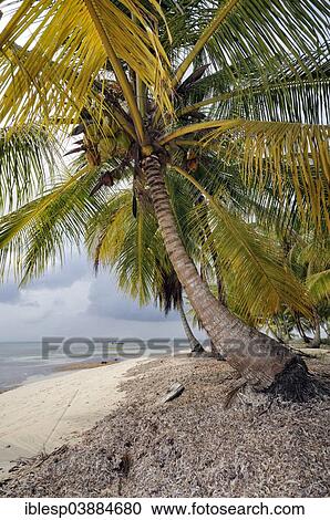 Stock Image - "Lonely beach with palm trees, tropical island, Chichime Cays, San Blas Islands, Panama, North America". Fotosearch